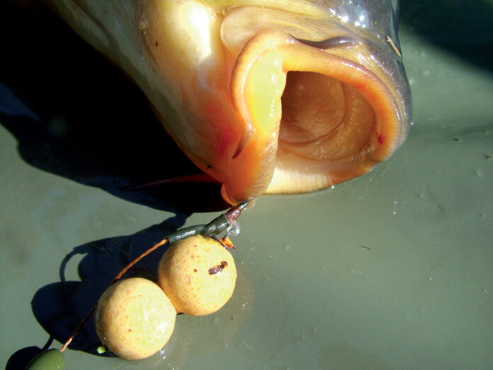 Carpe da sballo con le boilies pop up sul double ring autocostruito Carpe da sballo con le boilies pop up sul double ring autocostruito