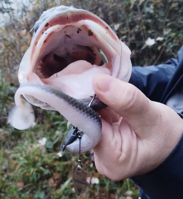 Swimbait di gomma: dove metto il peso? Swimbait di gomma: dove metto il peso?