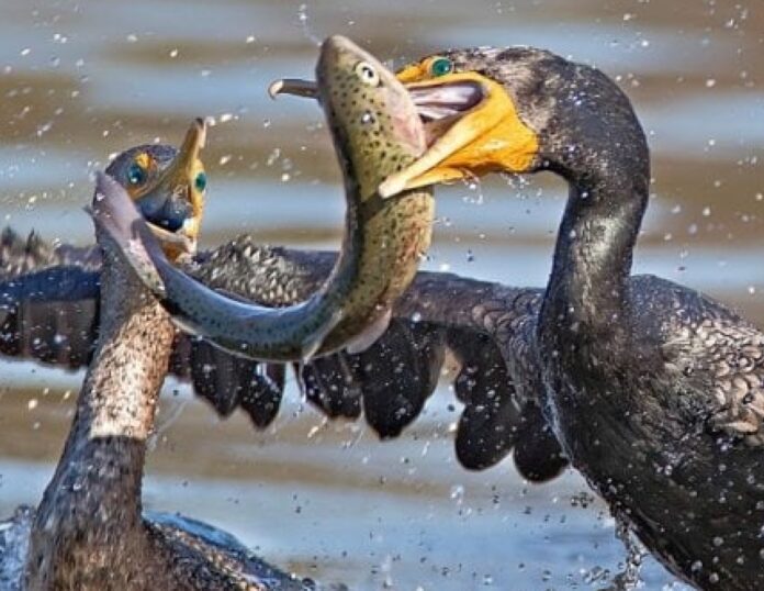 CORMORANO MAGGIORE, LA PESTE NERA CORMORANO MAGGIORE, LA PESTE NERA